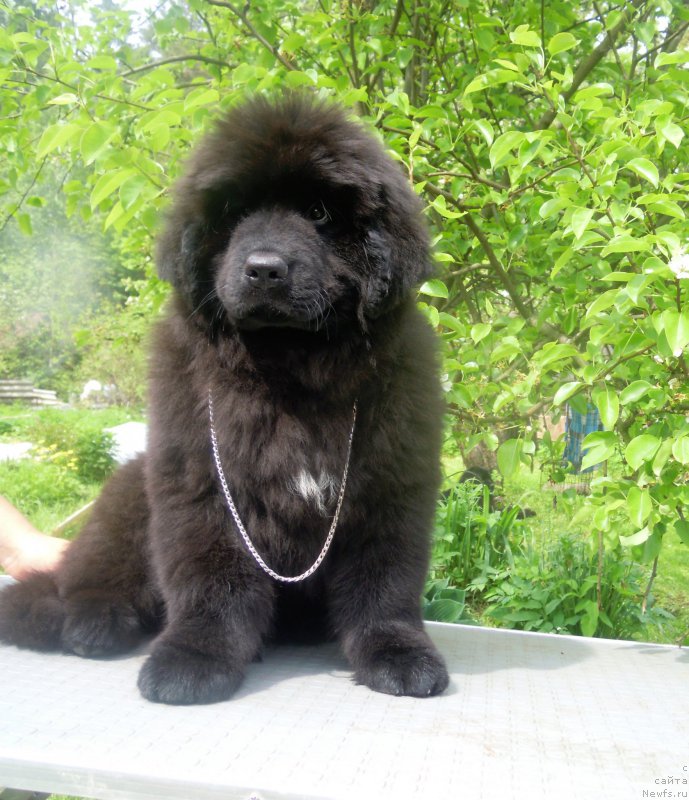 Фотография № 226046