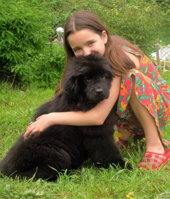 Фото: ньюфаундленд Dlya Al'fyi Daroksovaya (Для Альфы Дароксовая)
