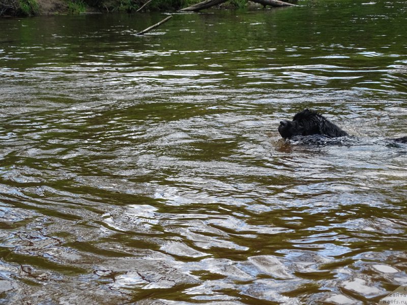 Фото: ньюфаундленд S'Nezhnaya Vjuga Van Gils Classik (С'Нежная Вьюга Ван Гилс Классик)