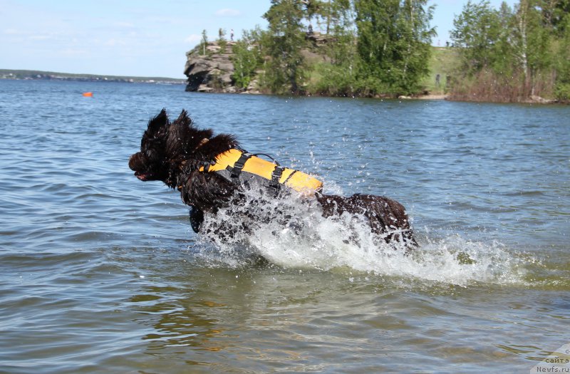 Фото: ньюфаундленд N'yufort Vashe Velichestvo Brabus (Ньюфорт Ваше Величество Брабус)