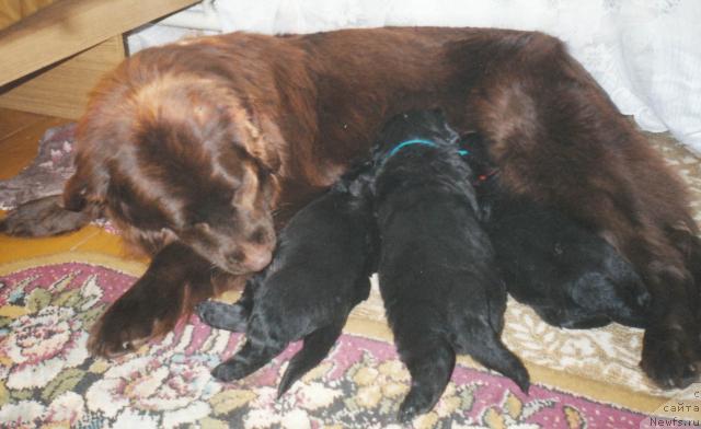 Фото: ньюфаундленд Tera Klayn (Тера Клайн)