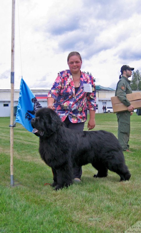 Фото: ньюфаундленд Zhan-Zhak s Berega Dona (Жан-Жак с Берега Дона)
