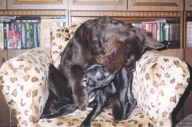 Фото: ньюфаундленд Tera Klayn (Тера Клайн)