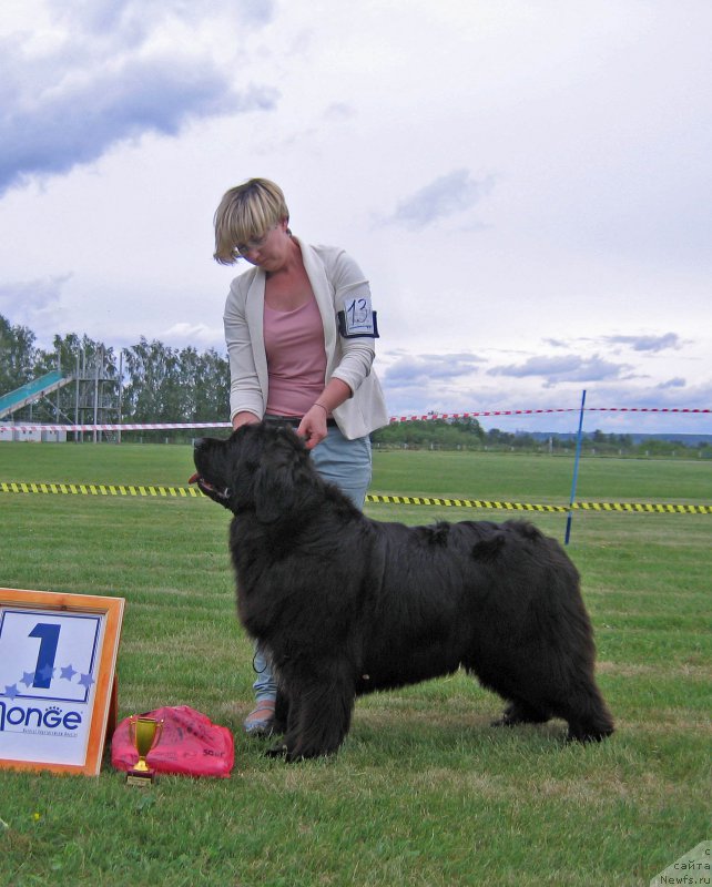 Фото: ньюфаундленд Yutlandia ot Sibirskogo Medvedja (Ютландия от Сибирского Медведя)