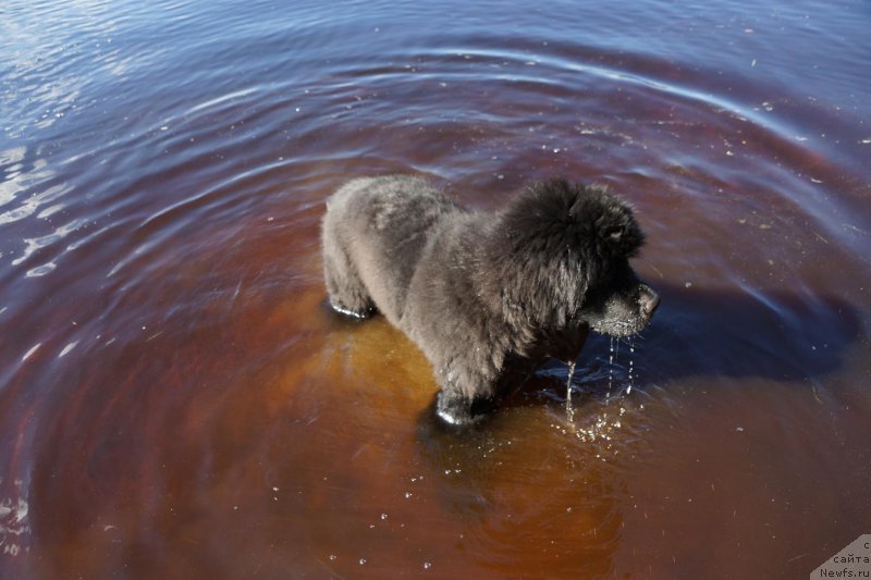 Фото: ньюфаундленд Belkonder-Klab Perigey (Белкондер-Клаб Перигей), ньюфаундленд Belkonder-Klab Perigey (Белкондер-Клаб Перигей)