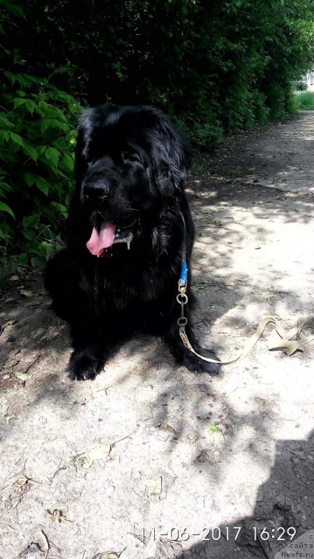 Фото: ньюфаундленд Brigantina Glori Okean (Бригантина Глори Океан)