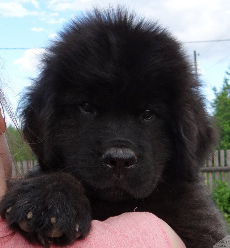 Фото: ньюфаундленд Dar Svezy So it Shell Be (Дар Свезы Со Ит Шелл Би), ньюфаундленд Bridge Over Troubled River (Бридж Овер Траблд Ривер)