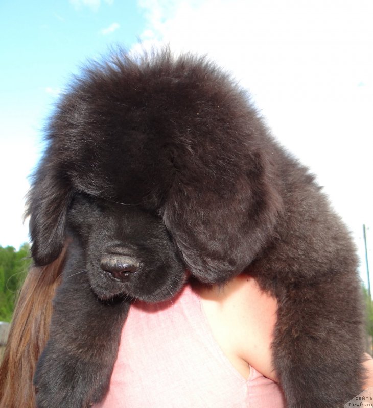 Фото: ньюфаундленд Dar Svezy So it Shell Be (Дар Свезы Со Ит Шелл Би), ньюфаундленд Bridge Over Troubled River (Бридж Овер Траблд Ривер)