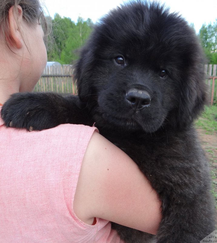 Фото: ньюфаундленд Dar Svezy So it Shell Be (Дар Свезы Со Ит Шелл Би), ньюфаундленд Bridge Over Troubled River (Бридж Овер Траблд Ривер)