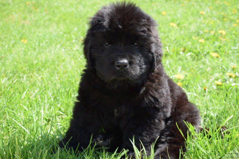 Фото: ньюфаундленд Super Premium YEskabaro Pablo (Супер Премиум Эскабаро Пабло)