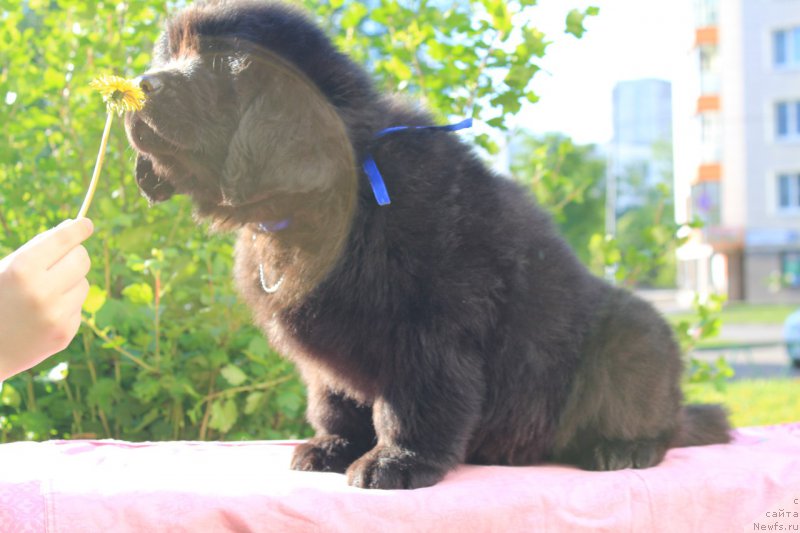 Фотография № 226110