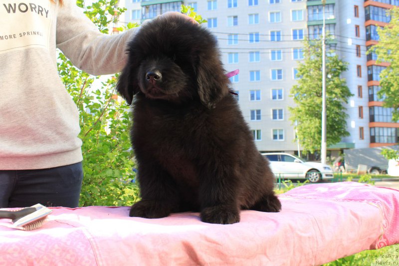 Фото: Кинг оф зе Сан (Король солца)