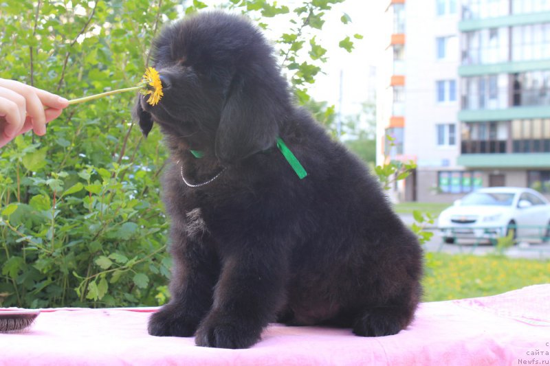 Фотография № 226115