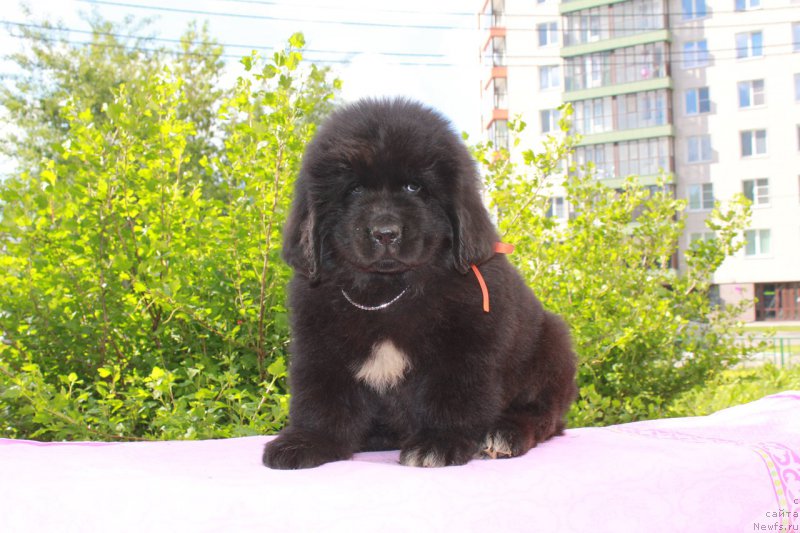 Фотография № 226118