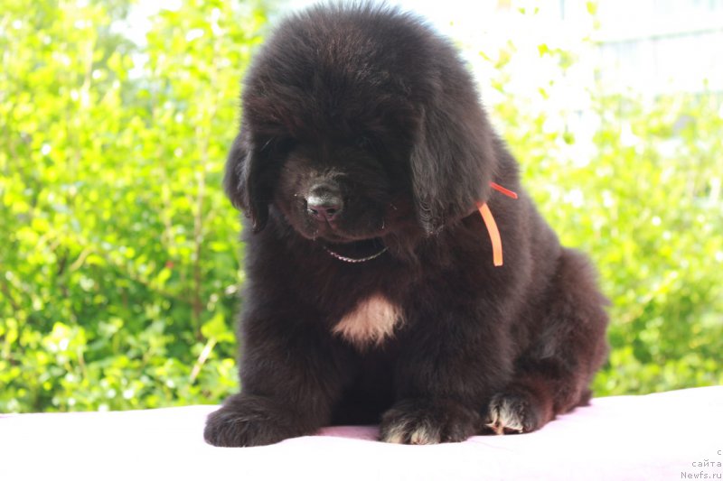 Фотография № 226119