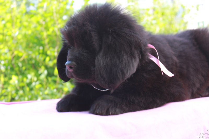 Фотография № 226120