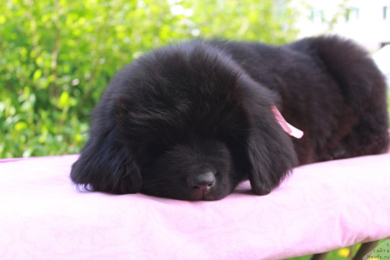 Фотография № 226121