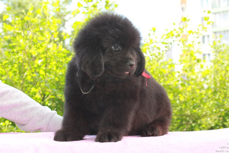 Фотография № 226124