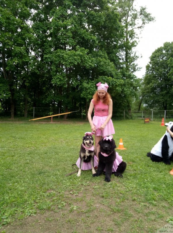 Фото: ньюфаундленд Ideal Taste of Victory (Идеал Тейст оф Виктори), Viktoriya Nescheret (Виктория Нещерет)