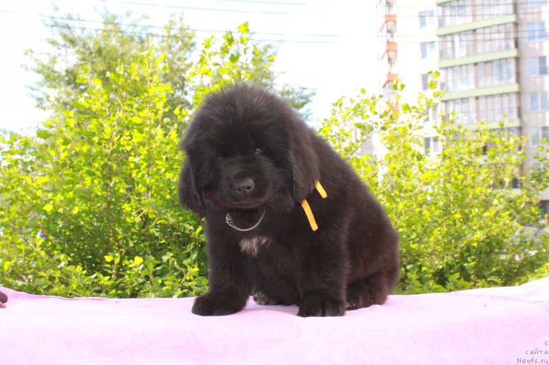 Фотография № 226126