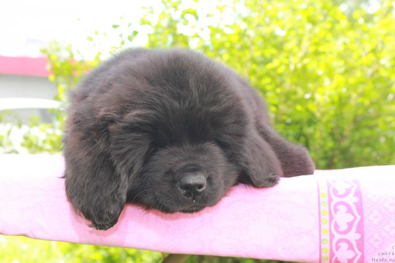 Фотография № 226128