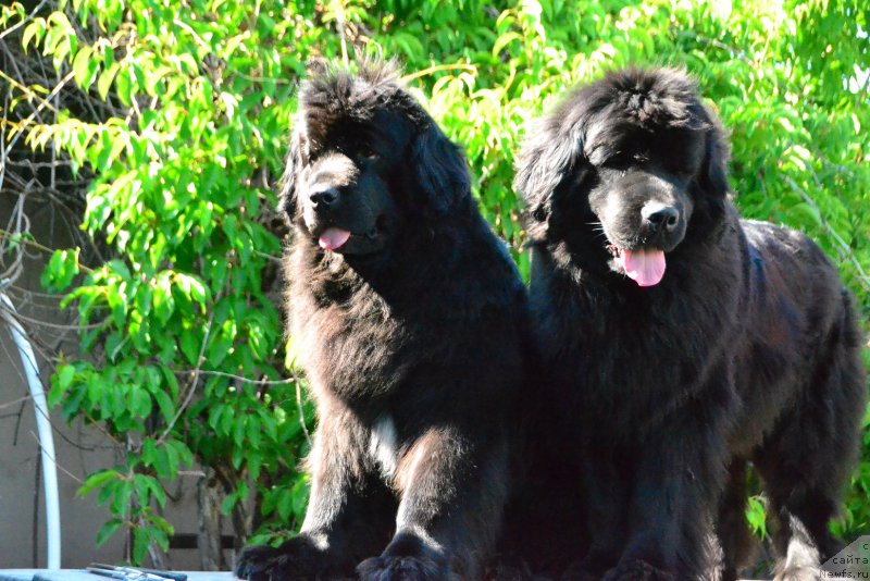 Фото: ньюфаундленд Talisman Morya Mishel' (Талисман Моря Мишель), ньюфаундленд Talisman Morya Magiya Voln (Талисман Моря Магия Волн)
