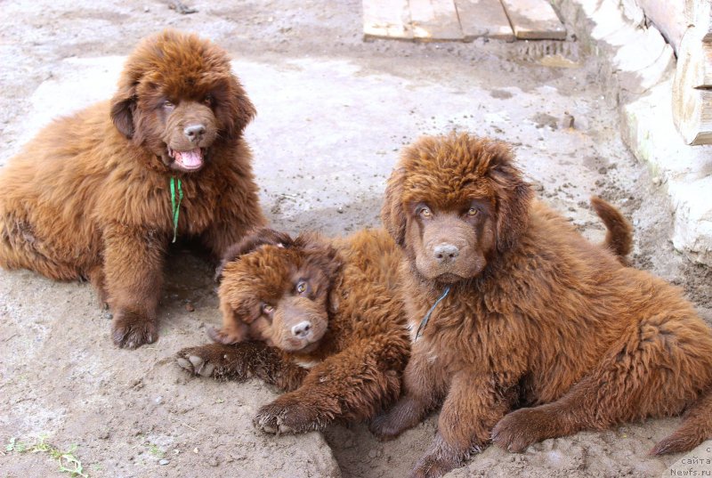 Фото: ньюфаундленд Braunblad MSK Djoy Orson (Браунблад МСК Джой Орсон), ньюфаундленд Brownblood MSK Drimi Ein (Браунблад МСК Дрими Эйн), ньюфаундленд Braunblad MSK Djeyn Vendi (Браунблад МСК Джейн Венди)
