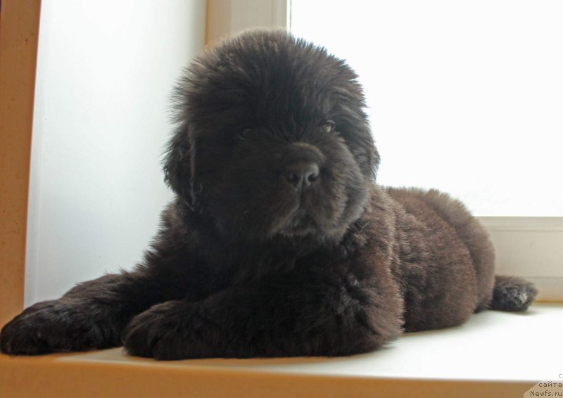 Фото: Кипер Соул Уэс Бентли