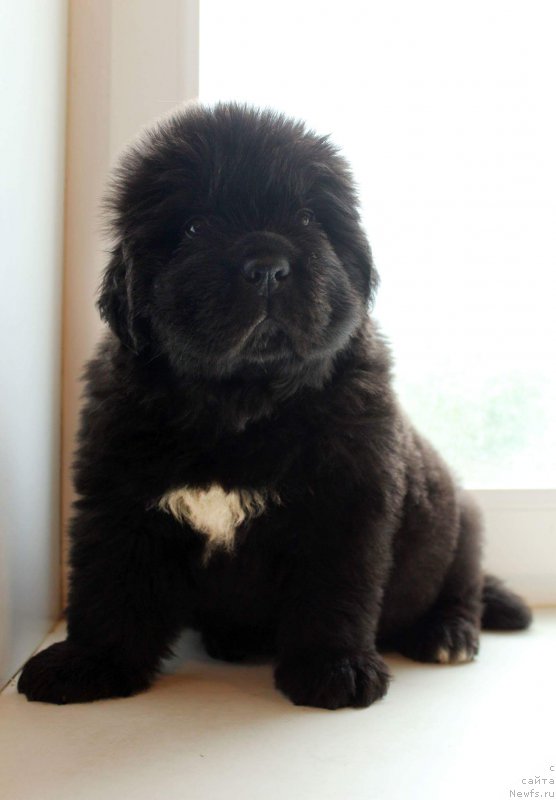 Фото: Кипер Соул Уэс Бентли