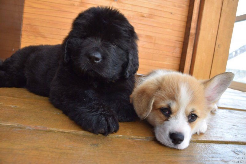 Фото: ньюфаундленд Super Premium YEskabaro Pablo (Супер Премиум Эскабаро Пабло)