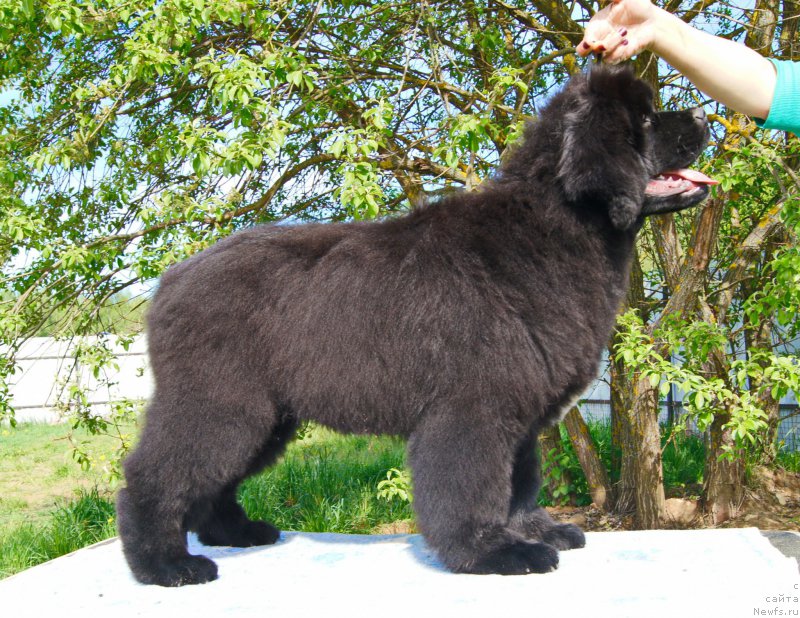 Фото: ньюфаундленд Darkflayt Iskandyer (Даркфлайт Искандэр)