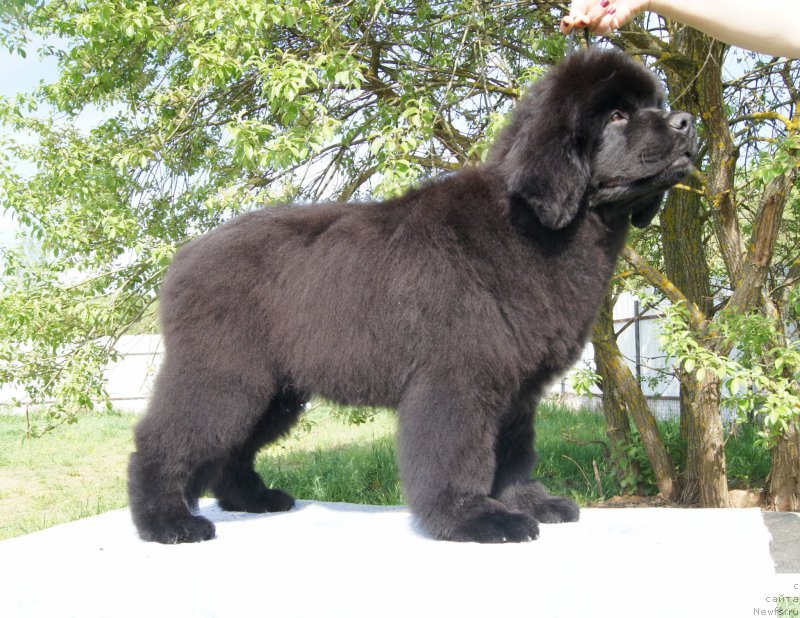 Фото: ньюфаундленд Darkflayt Iskandyer (Даркфлайт Искандэр)