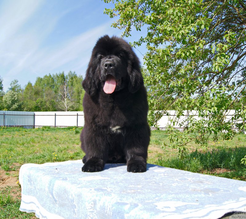 Фото: ньюфаундленд Darkflayt Iskandyer (Даркфлайт Искандэр)