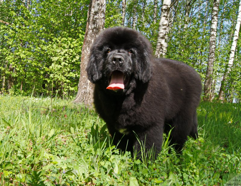 Фото: ньюфаундленд Darkflayt Iskandyer (Даркфлайт Искандэр)
