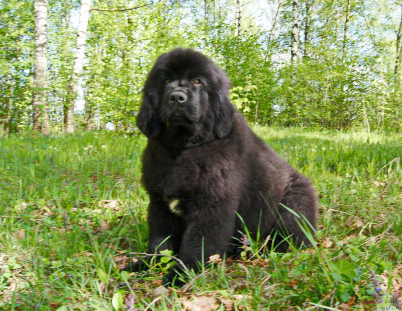 Фото: ньюфаундленд Darkflayt Iskandyer (Даркфлайт Искандэр)