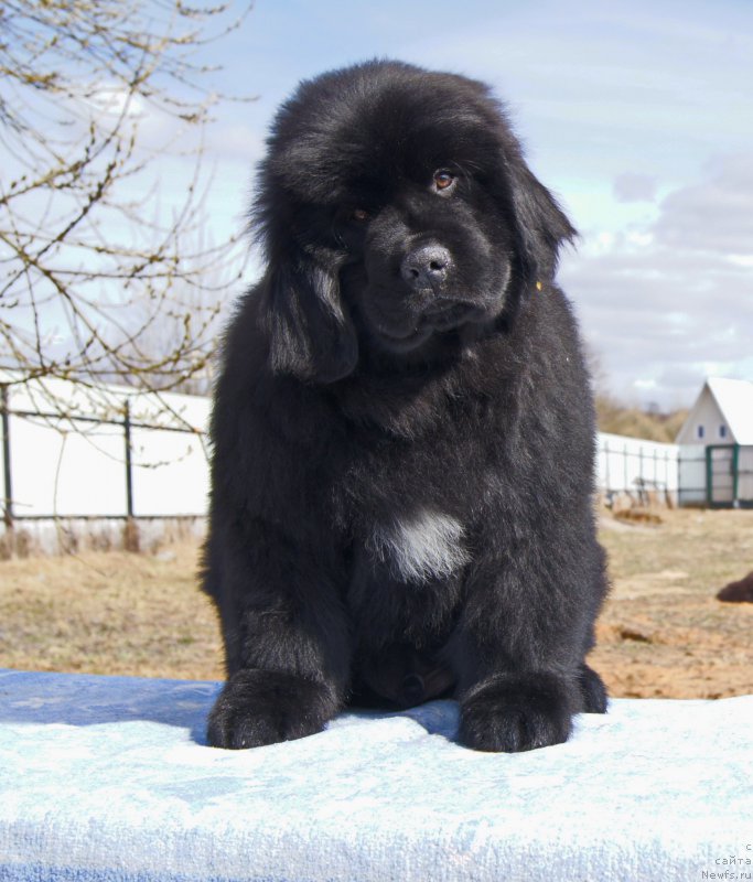 Фото: ньюфаундленд Darkflayt Iskandyer (Даркфлайт Искандэр)