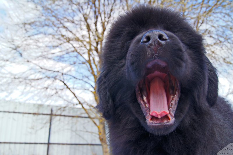 Фото: ньюфаундленд Darkflayt Iskandyer (Даркфлайт Искандэр)