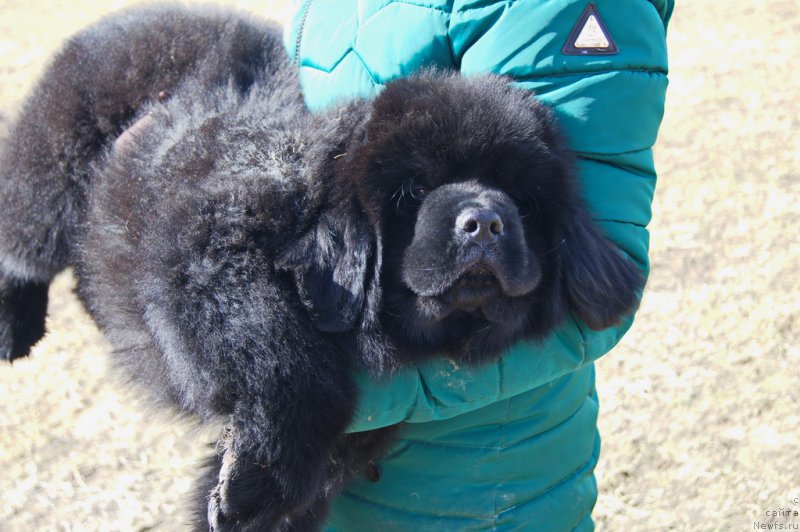 Фото: ньюфаундленд Darkflayt Iskandyer (Даркфлайт Искандэр)