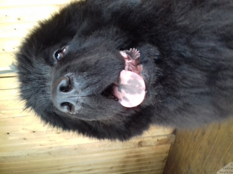 Фото: ньюфаундленд CHernyiy Balu Evita Leona (Черный Балу Евита Леона)