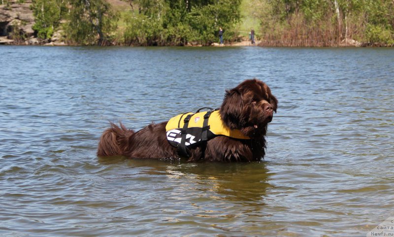 Фото: ньюфаундленд N'yufort Vashe Velichestvo Brabus (Ньюфорт Ваше Величество Брабус)