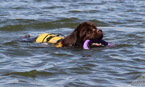Фото: ньюфаундленд N'yufort Vashe Velichestvo Brabus (Ньюфорт Ваше Величество Брабус)