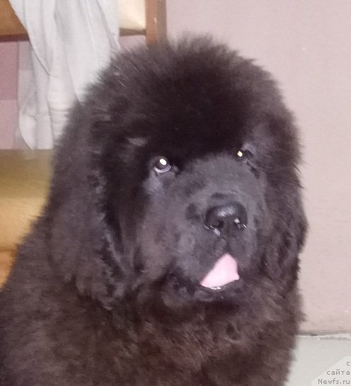 Фото: ньюфаундленд N'yufort Landau (Ньюфорт Ландау)