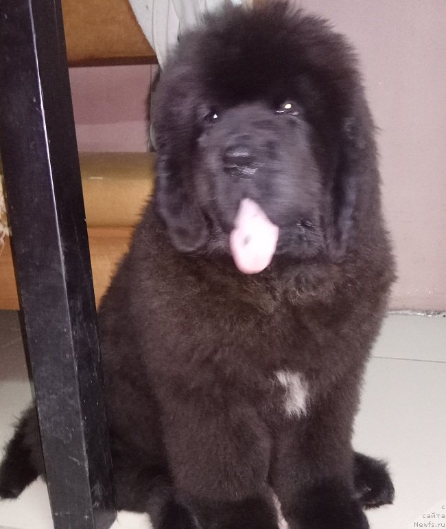 Фото: ньюфаундленд N'yufort Landau (Ньюфорт Ландау)