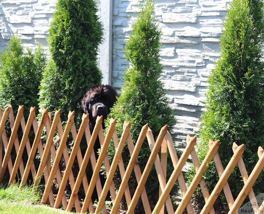 Фото: ньюфаундленд N'yufort Instinkt Vinner Knayt Itus (Ньюфорт Инстинкт Виннер Кнайт Итус)