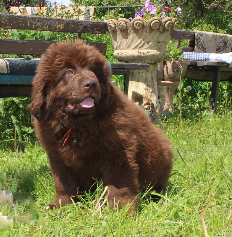 Фото: ньюфаундленд Brownblood MSK Delicia Shari (Браунблад МСК Дэлиция Шари)