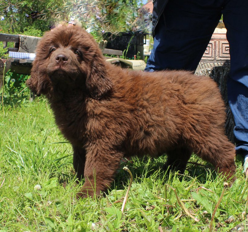 Фото: ньюфаундленд Brownblood MSK Delicia Shari (Браунблад МСК Дэлиция Шари)