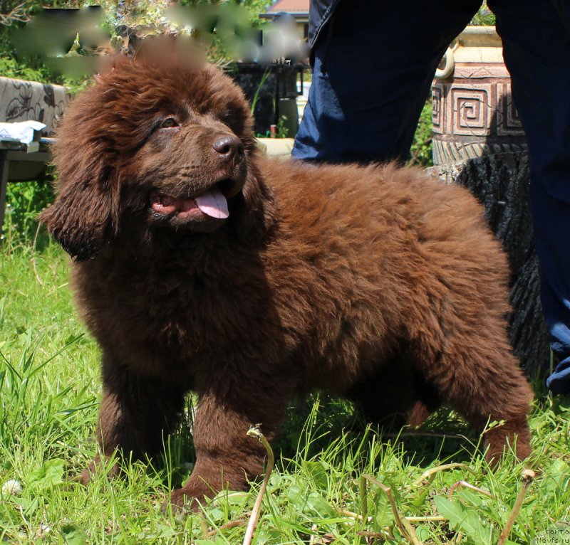 Фото: ньюфаундленд Brownblood MSK Delicia Shari (Браунблад МСК Дэлиция Шари)