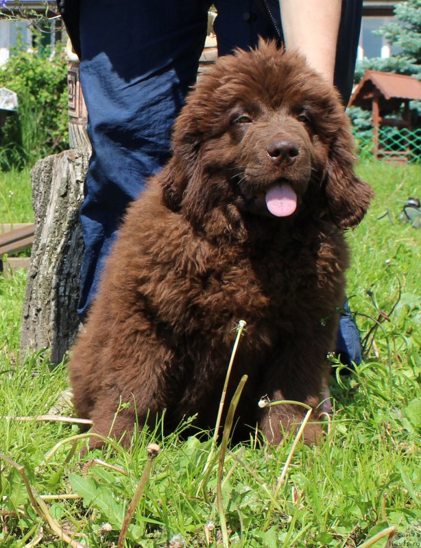 Фото: ньюфаундленд Brownblood MSK Delicia Shari (Браунблад МСК Дэлиция Шари)