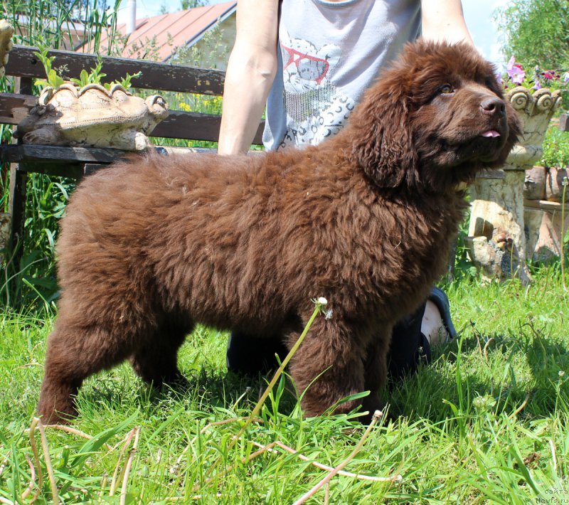 Фото: ньюфаундленд Brownblood MSK Darley Rinna (Браунблад МСК Дарли Ринна)