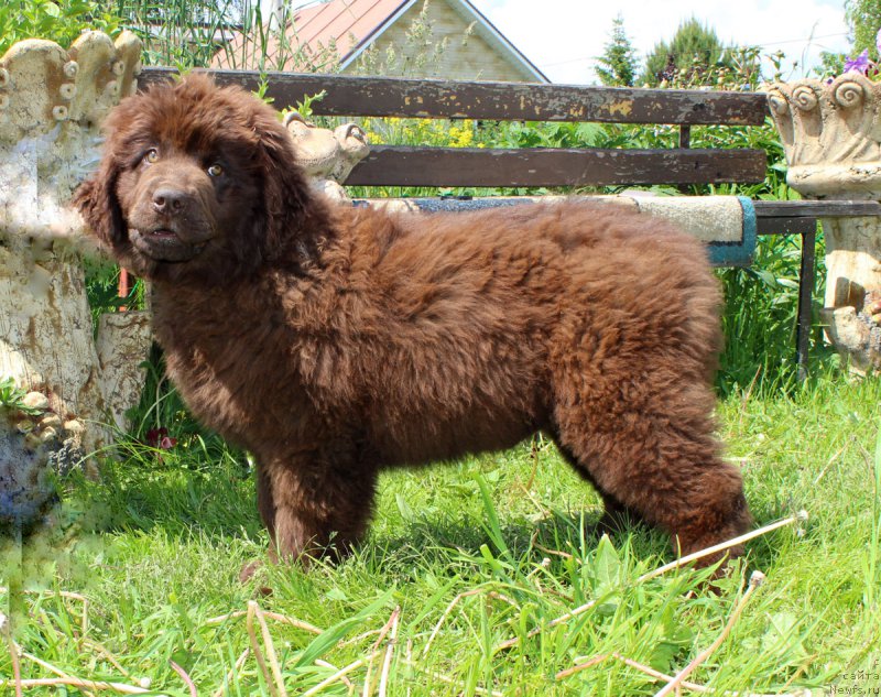Фото: ньюфаундленд Brownblood MSK Darley Rinna (Браунблад МСК Дарли Ринна)